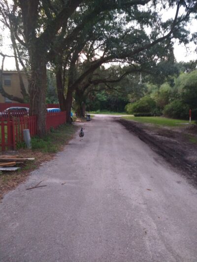 Bee Street Park - Jacksonville, FL