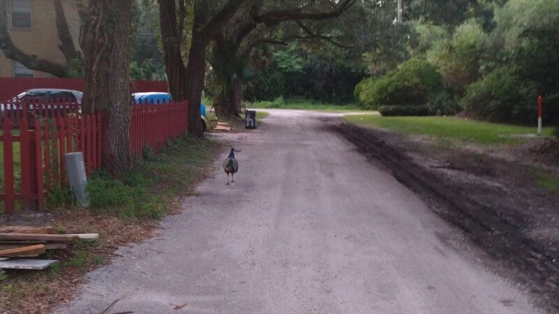Bee Street Park - Jacksonville, FL