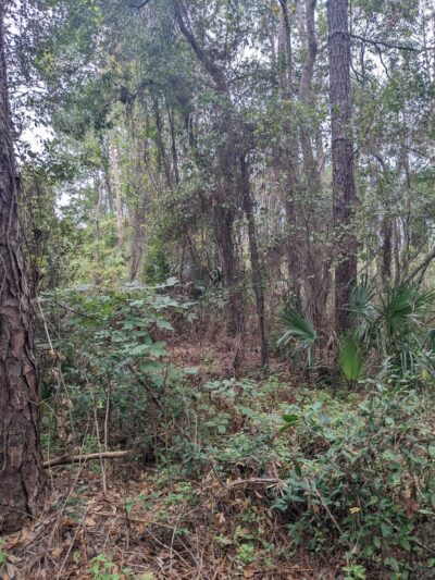 Lake loop trailhead - Jacksonville, FL