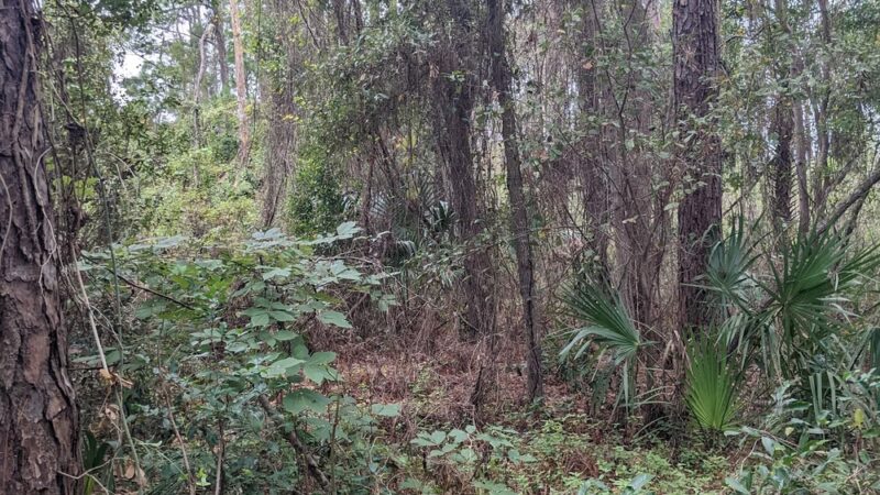 Lake loop trailhead - Jacksonville, FL