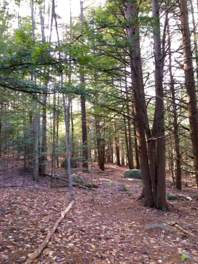 Children's Woods and Carey Park Jaffrey NH - Jaffrey, NH