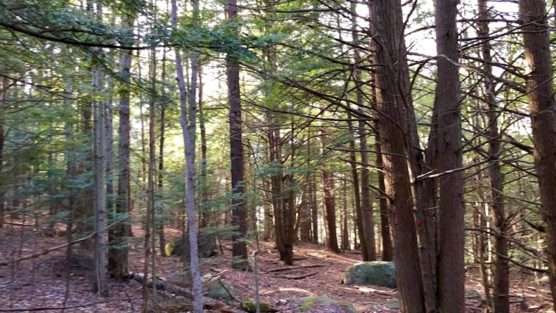 Children's Woods and Carey Park Jaffrey NH - Jaffrey, NH