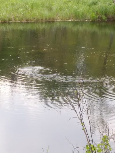 Children's Woods and Carey Park Jaffrey NH - Jaffrey, NH
