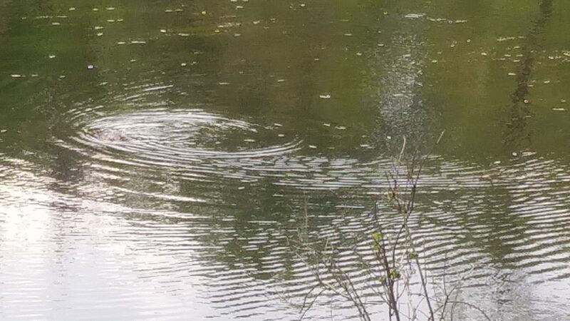 Children's Woods and Carey Park Jaffrey NH - Jaffrey, NH