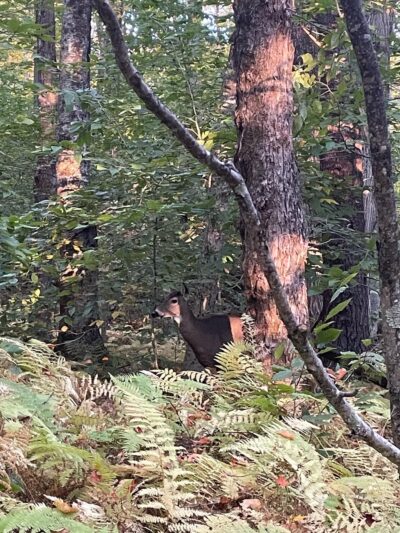 MCM/Royce Trailhead - Jaffrey, NH