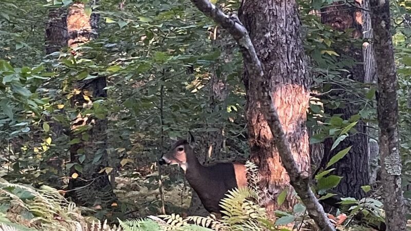 MCM/Royce Trailhead - Jaffrey, NH