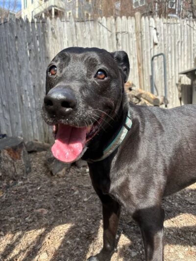 LEASH Dog Care - Jamaica Plain, MA