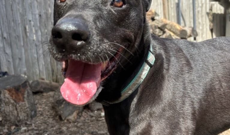 LEASH Dog Care - Jamaica Plain, MA