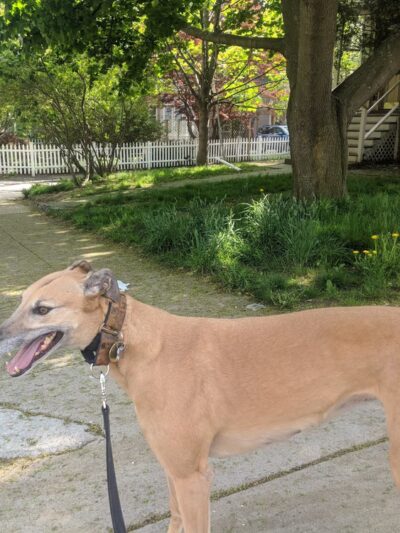 LEASH Dog Care - Jamaica Plain, MA