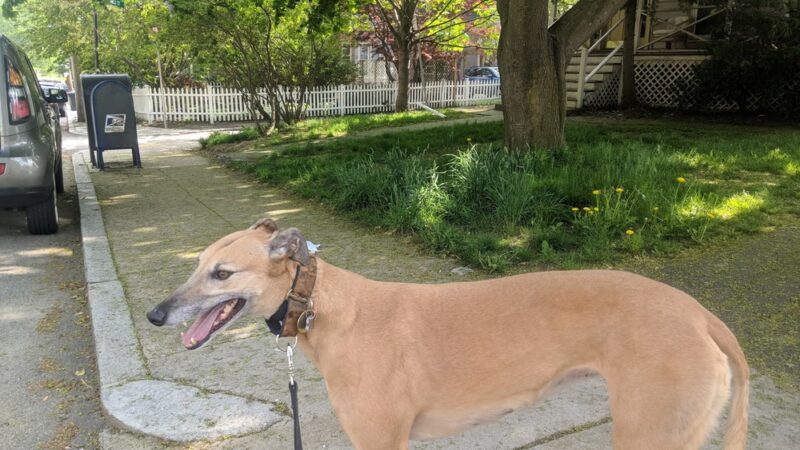 LEASH Dog Care - Jamaica Plain, MA