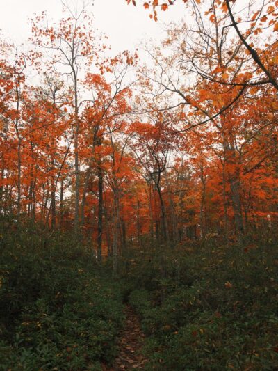 Mesa Top Trailhead - Jamestown, TN