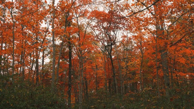 Mesa Top Trailhead - Jamestown, TN