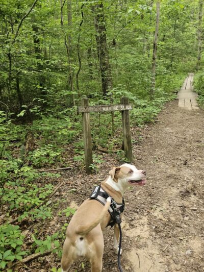 Northrup Falls Trail - Jamestown, TN