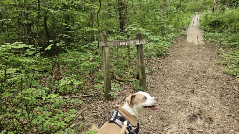 Northrup Falls Trail - Jamestown, TN