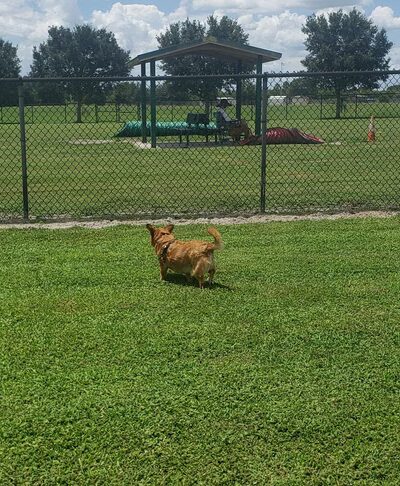 Dog Park - Jan Phyl Village, FL