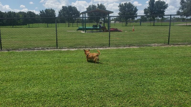 Dog Park - Jan Phyl Village, FL