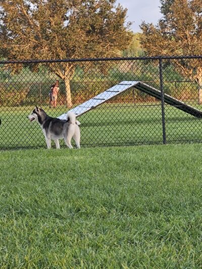 Dog Park - Jan Phyl Village, FL