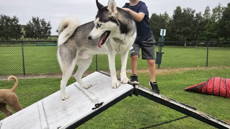 Dog Park - Jan Phyl Village, FL