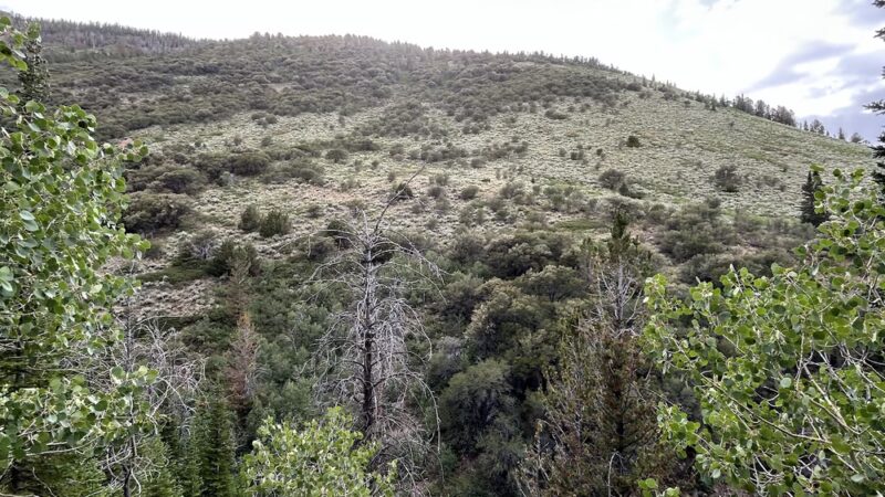 Jarbidge Wilderness - Jarbidge, NV
