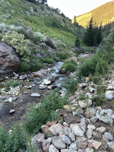 Jarbidge Wilderness - Jarbidge, NV