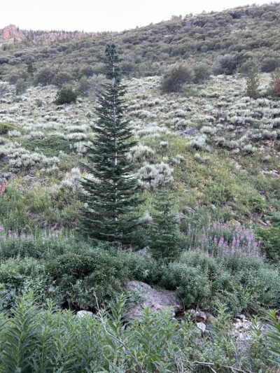 Jarbidge Wilderness - Jarbidge, NV