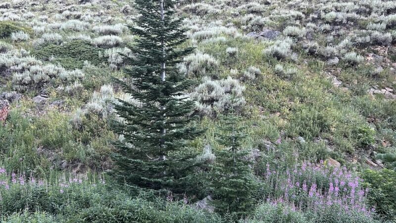 Jarbidge Wilderness - Jarbidge, NV