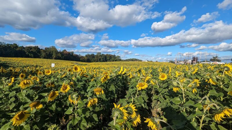 Clear Meadow Farm Sunflower Field - Jarrettsville, MD
