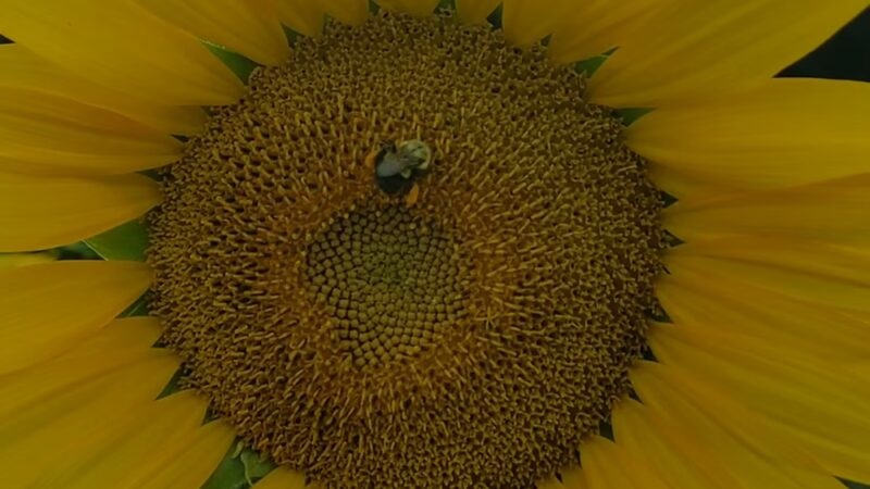Clear Meadow Farm Sunflower Field - Jarrettsville, MD