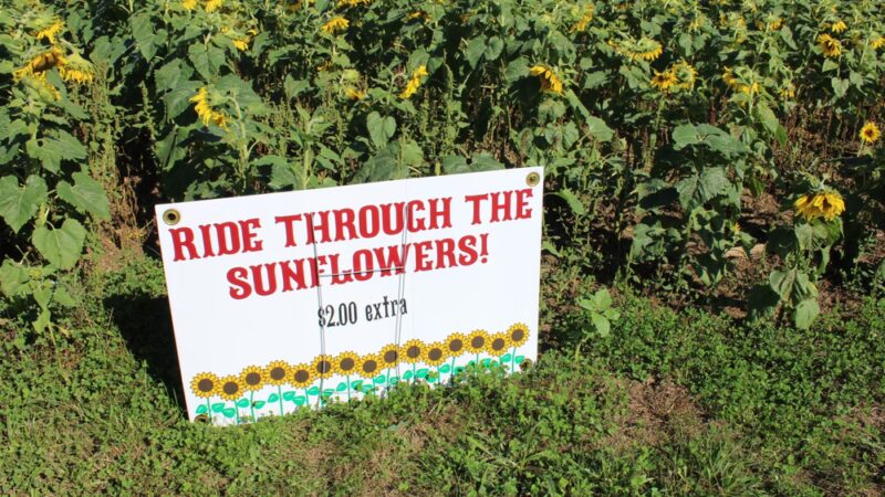 Clear Meadow Farm Sunflower Field - Jarrettsville, MD