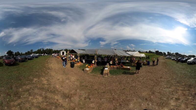 Clear Meadow Farm Sunflower Field - Jarrettsville, MD