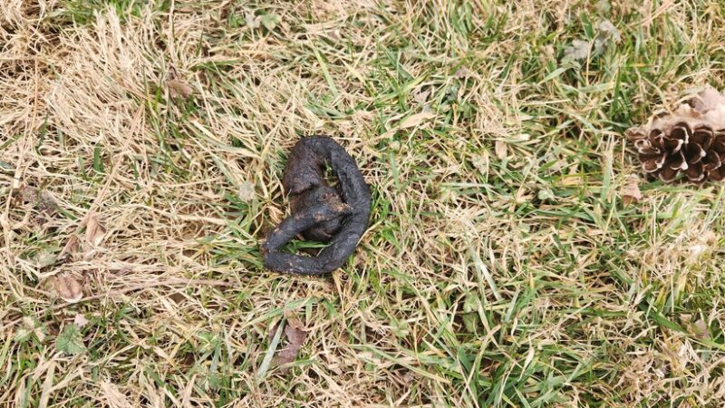 Dr. James B. Rutledge Memorial Park - Jarrettsville, MD