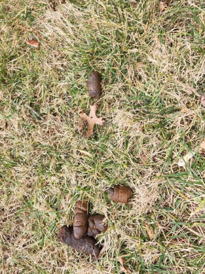 Dr. James B. Rutledge Memorial Park - Jarrettsville, MD