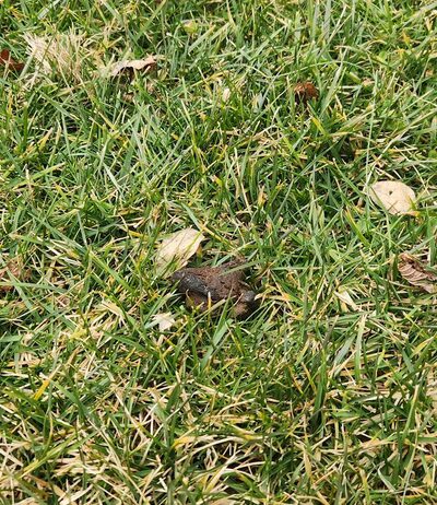 Dr. James B. Rutledge Memorial Park - Jarrettsville, MD