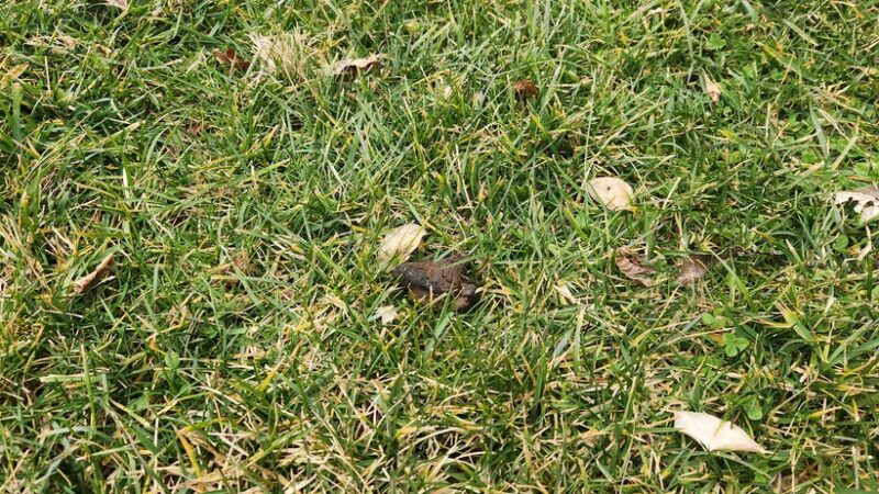 Dr. James B. Rutledge Memorial Park - Jarrettsville, MD