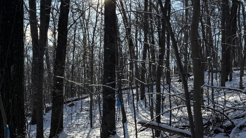 White trailhead - Jarrettsville, MD