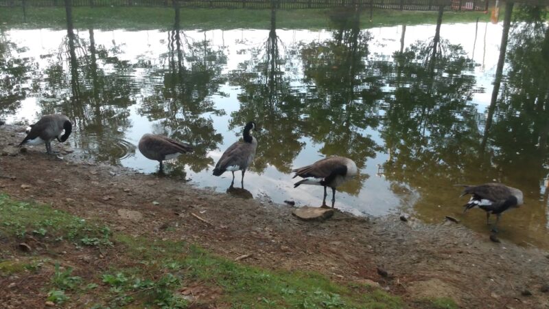 Jasper Park - Jasper, GA
