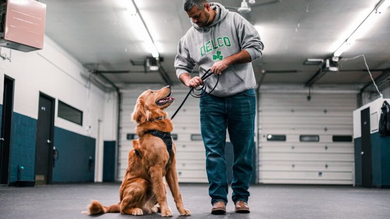 Jay's K9 Universe - ,