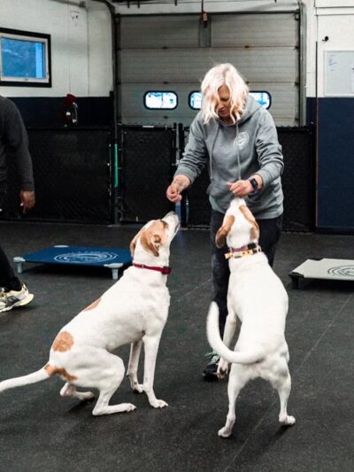 Jay's K9 Universe - ,