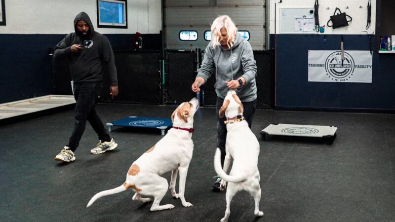 Jay's K9 Universe - ,