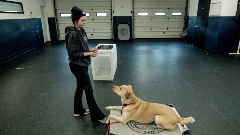 Jay's K9 Universe - ,