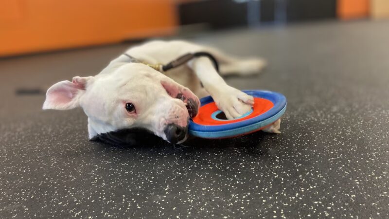 Jay's K9 Universe - ,