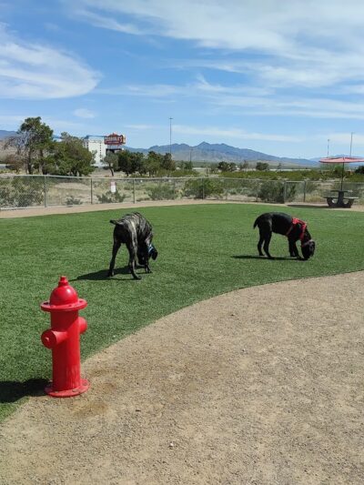 Pet Relief Area - Jean, NV