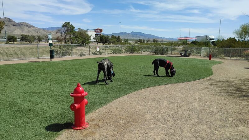 Pet Relief Area - Jean, NV