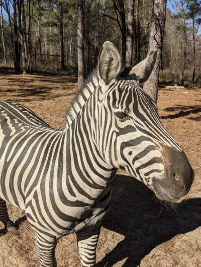 Lonesome Dove Drive Thru Safari LLC - Jefferson, TX