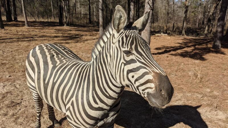 Lonesome Dove Drive Thru Safari LLC - Jefferson, TX