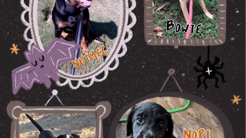 God's PAWS Rescue and Shelter - Jena, LA