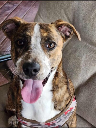 God's PAWS Rescue and Shelter - Jena, LA