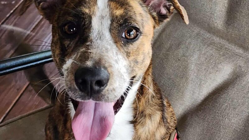 God's PAWS Rescue and Shelter - Jena, LA