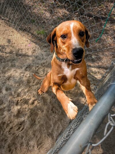 God's PAWS Rescue and Shelter - Jena, LA