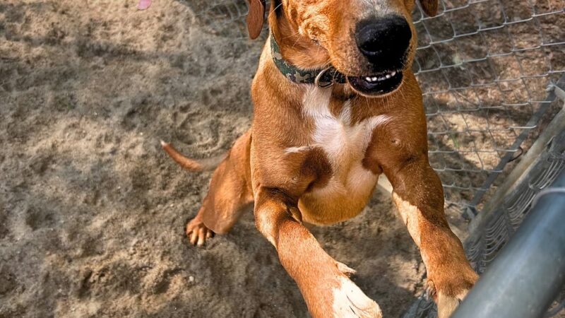 God's PAWS Rescue and Shelter - Jena, LA